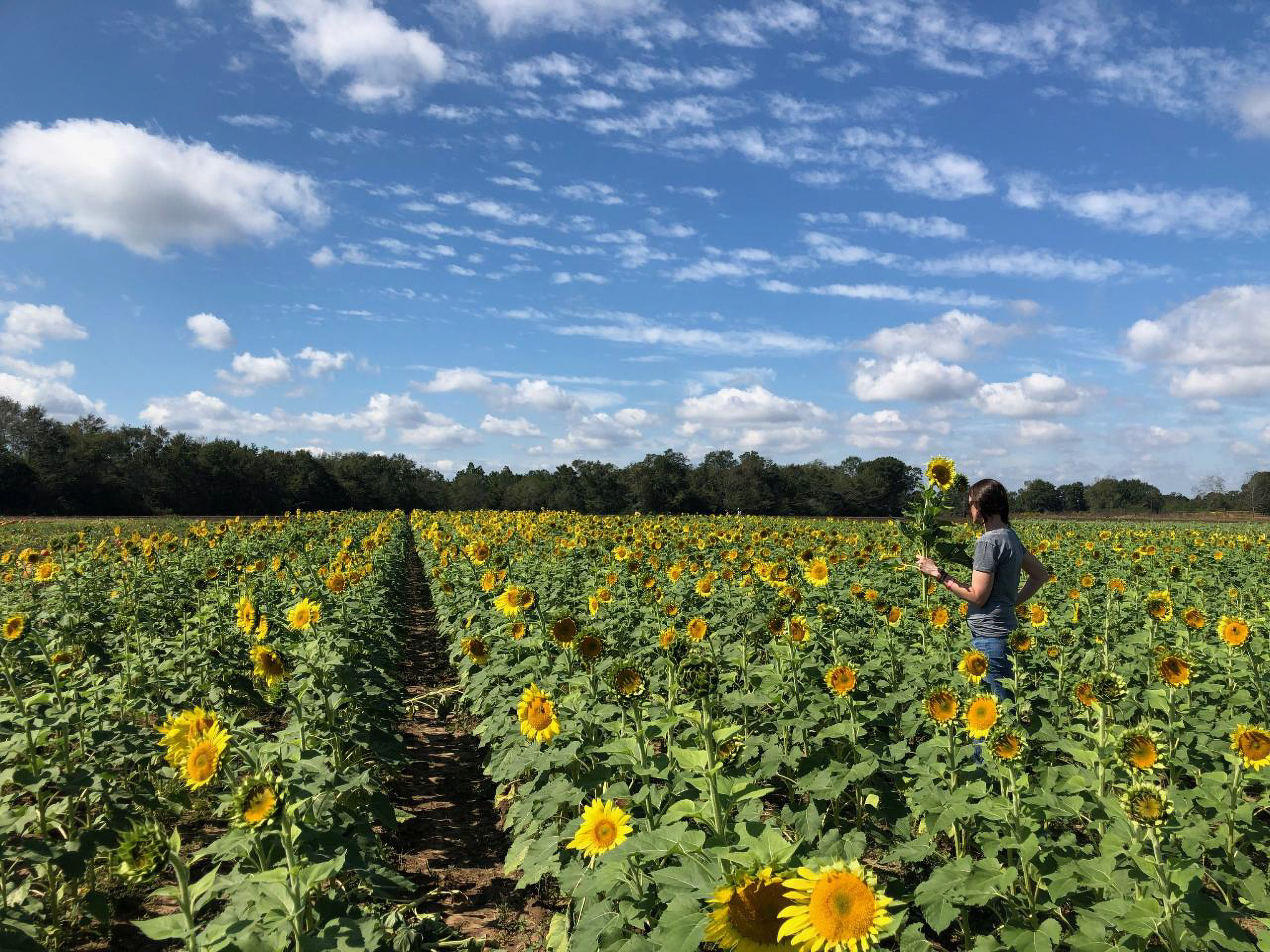 A photo of a lady picking sunflowers in a sunflower field.